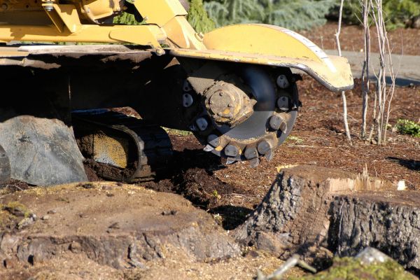 T.G. Bird Tree Services | Tree Surgeon Norfolk & Norwich