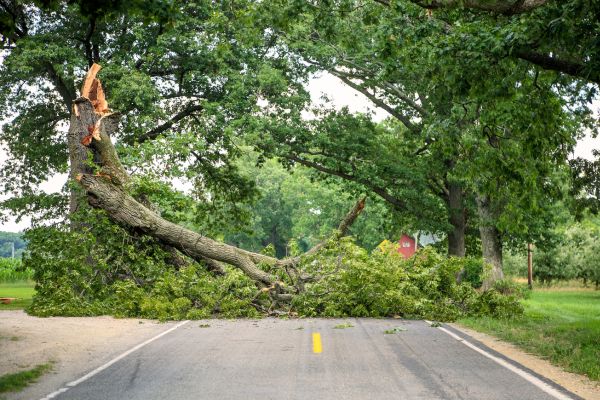 T.G. Bird Tree Services | Tree Surgeon Norfolk & Norwich