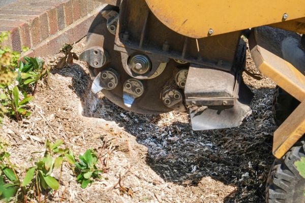 T.G. Bird Tree Services | Tree Surgeon Norfolk & Norwich
