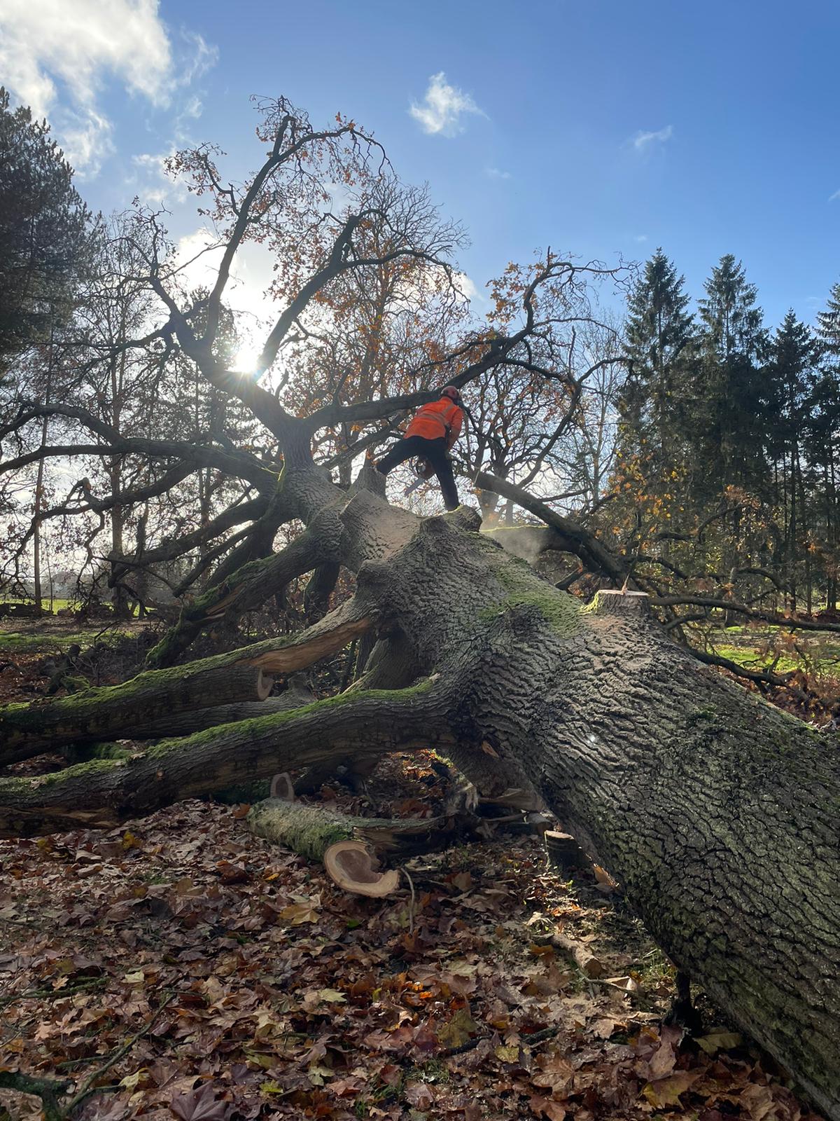 T.G. Bird Tree Services | Tree Surgeon Norfolk & Norwich