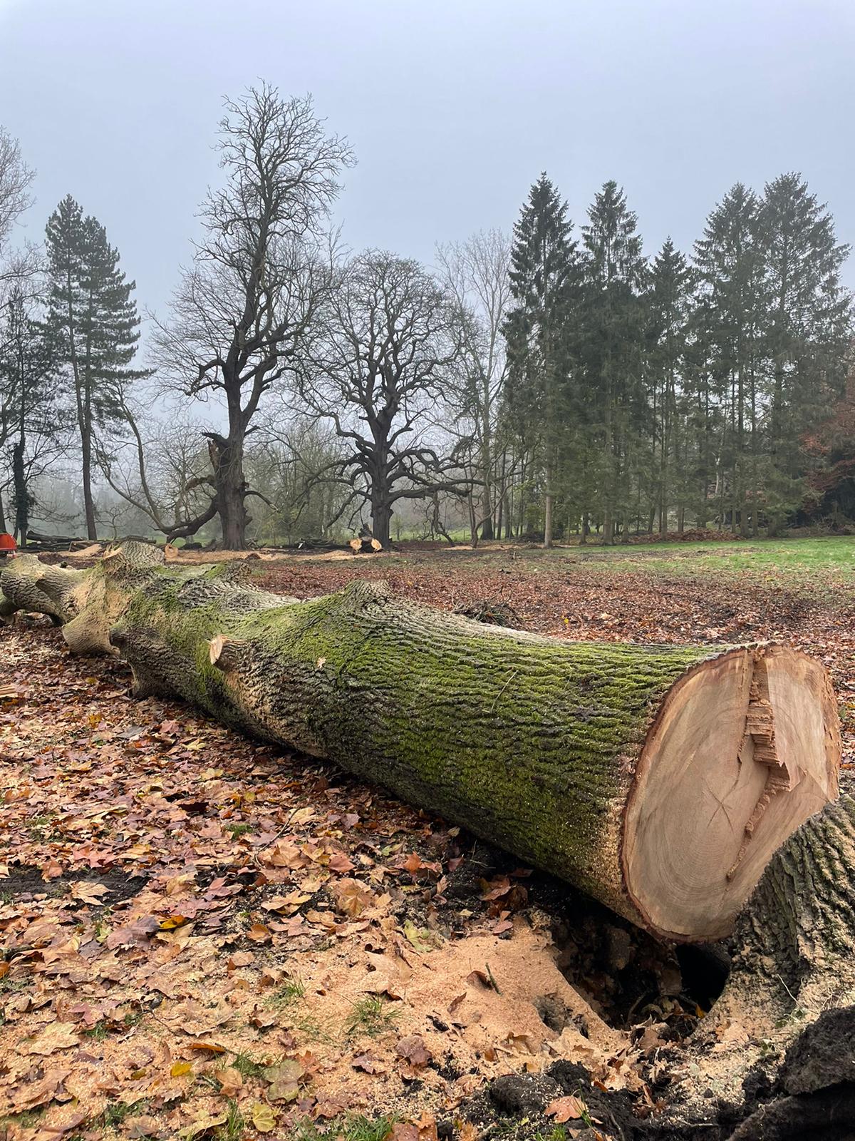 T.G. Bird Tree Services | Tree Surgeon Norfolk & Norwich