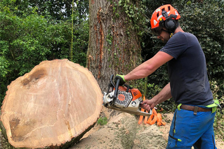 T.G. Bird Tree Services | Tree Surgeon Norfolk & Norwich
