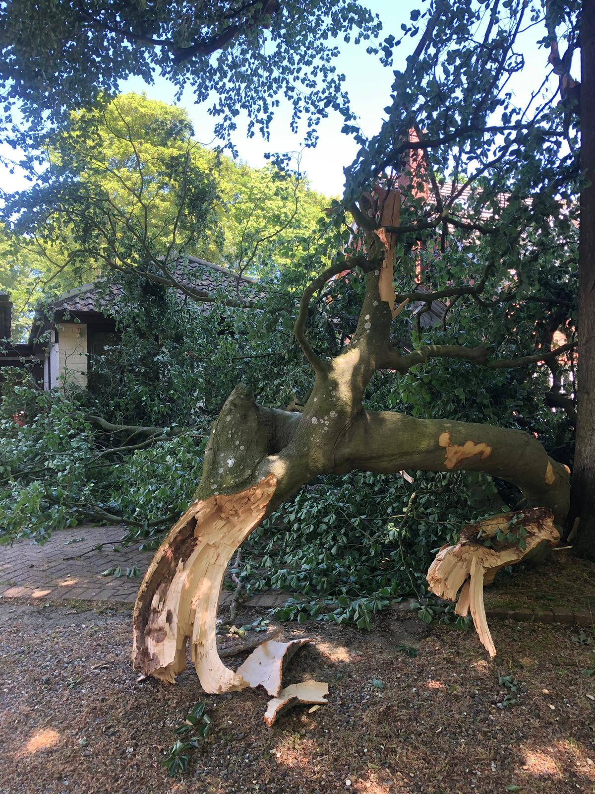 T.G. Bird Tree Services | Tree Surgeon Norfolk & Norwich