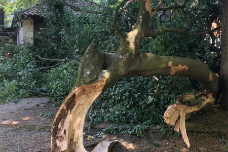 T.G. Bird Tree Services | Tree Surgeon Norfolk & Norwich