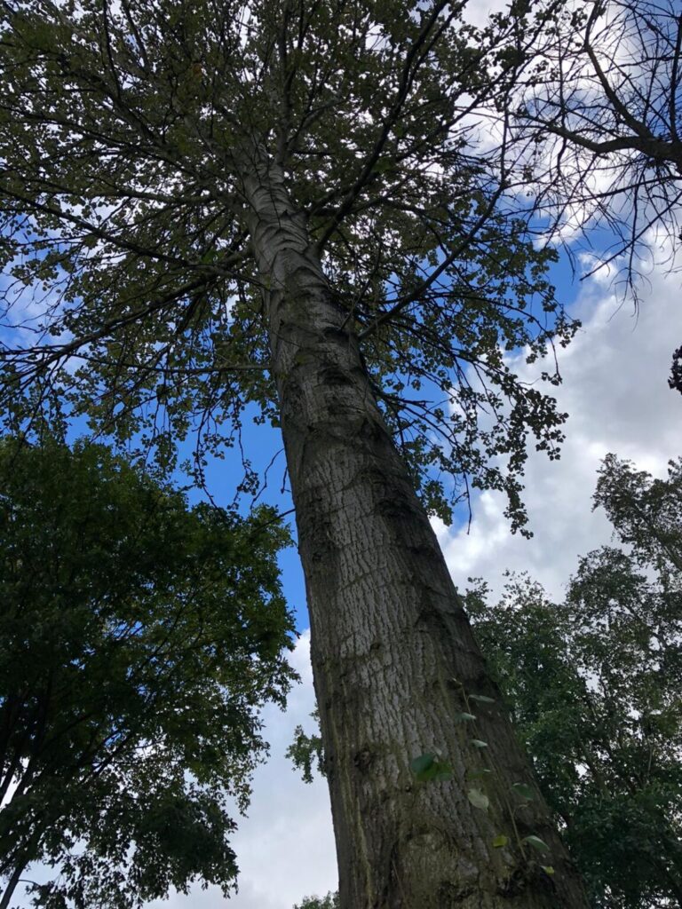 T.G. Bird Tree Services | Tree Surgeon Norfolk & Norwich