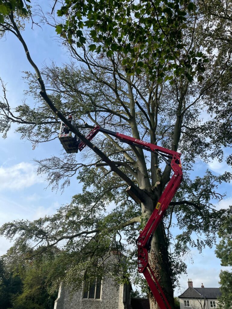 T.G. Bird Tree Services | Tree Surgeon Norfolk & Norwich
