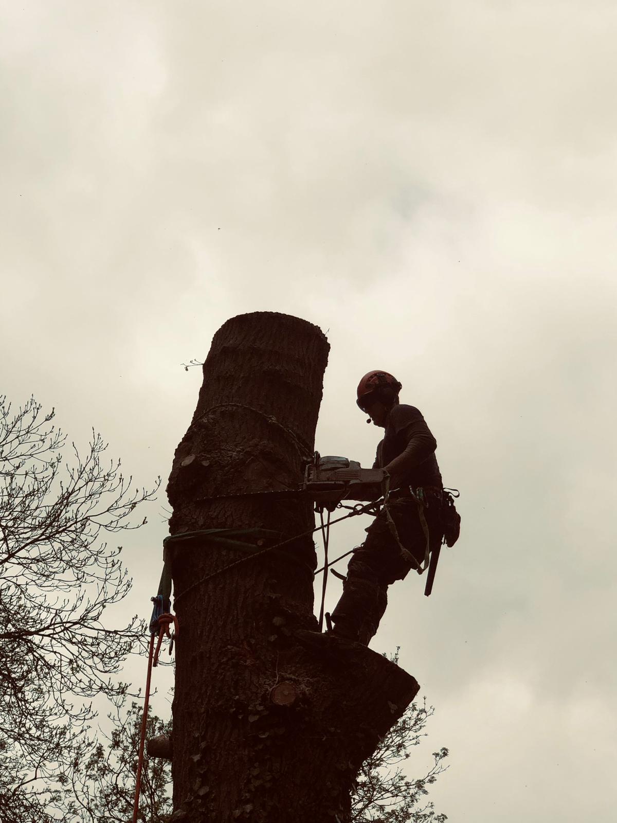 T.G. Bird Tree Services | Tree Surgeon Norfolk & Norwich