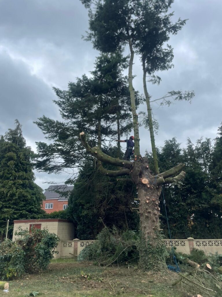 Tree Surgeon Near Me