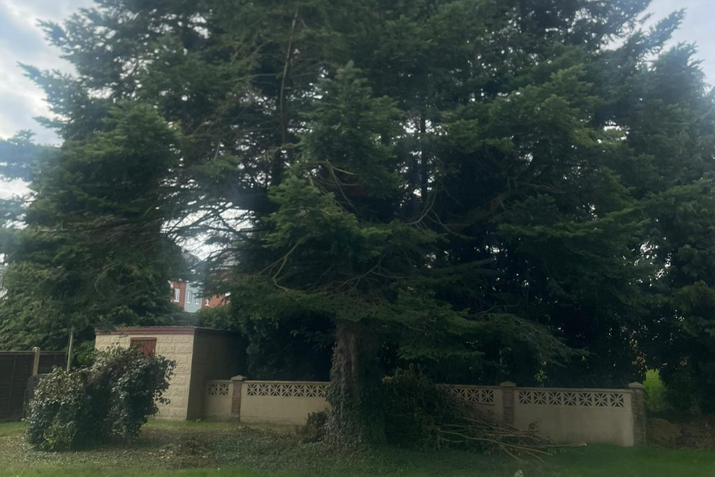 Tree Surgeon Near Me in Norwich, Norfolk