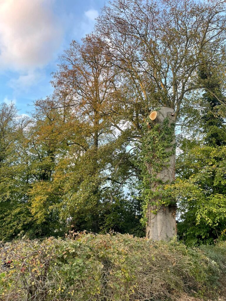 Wymondham pruning a tree