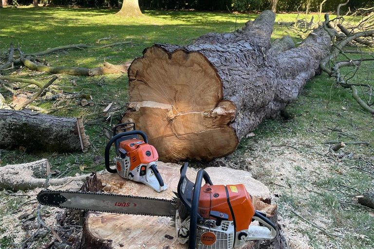 Tree Surgeon Norfolk