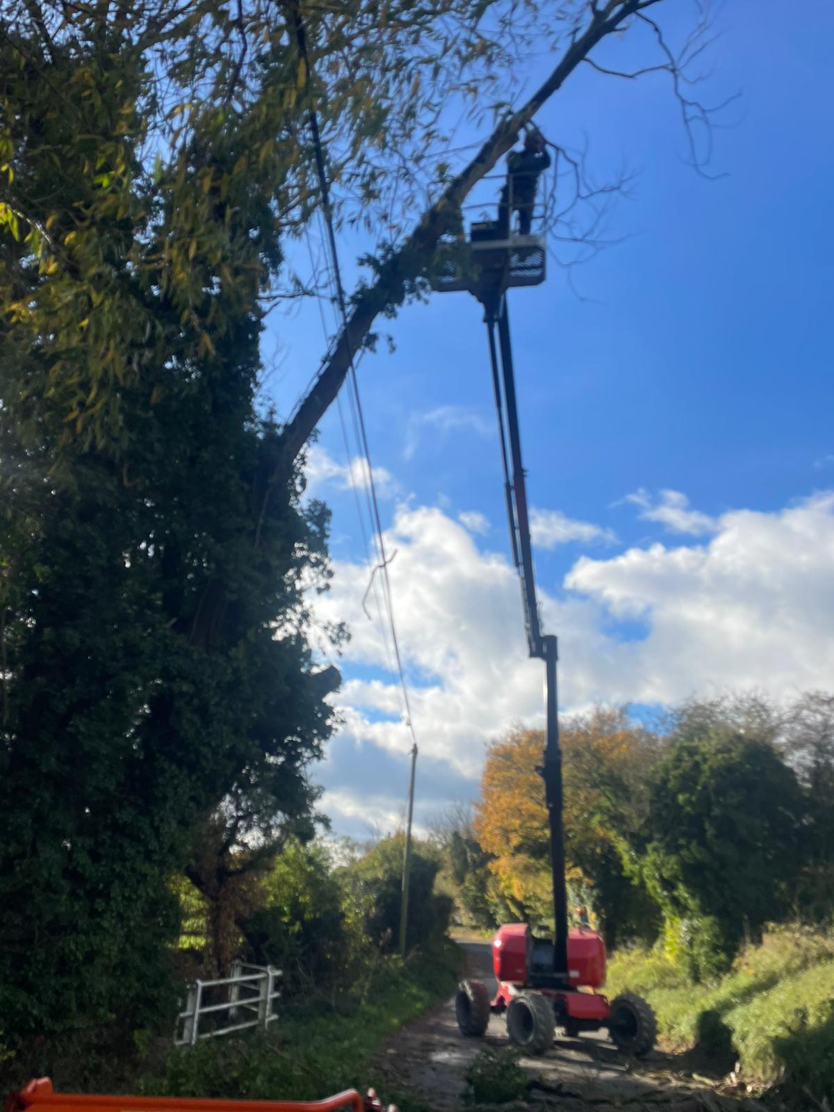 Tree surgeon in Norfolk carrying out safe tree removal and pruning by T.G. Bird Tree Services