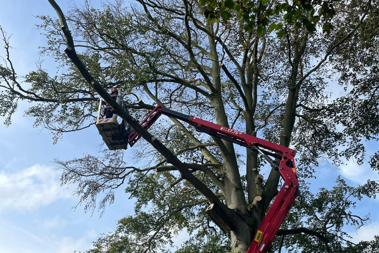 Professional tree surgeons offering expert tree removal, crown reduction, hedge trimming and stump grinding.