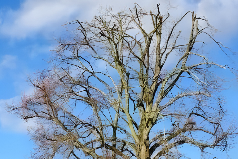 Tree surgeon norfolk