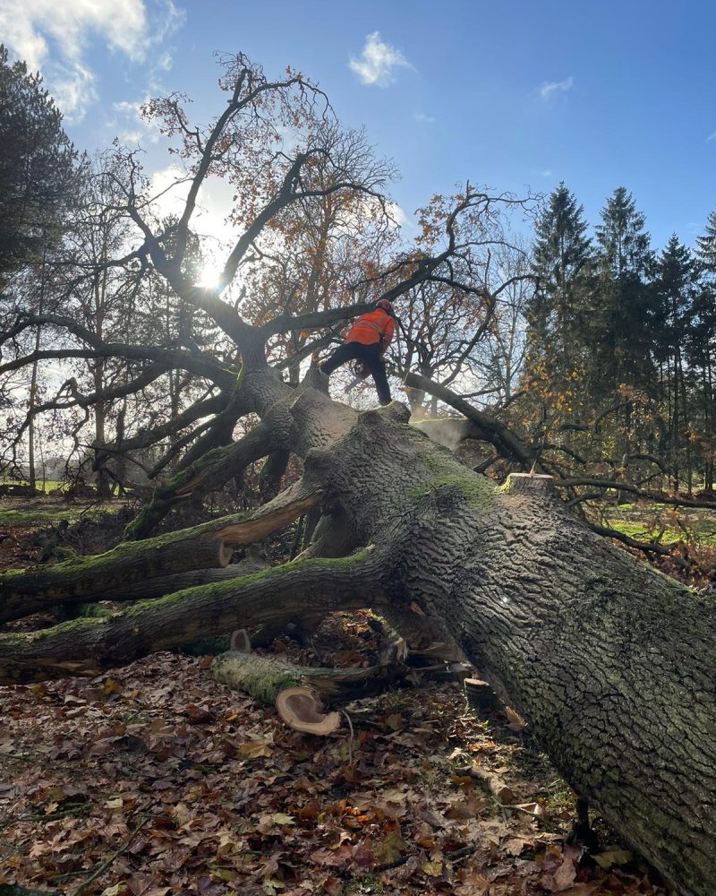 T.G. Bird Tree Services | Tree Surgeon Norfolk & Norwich