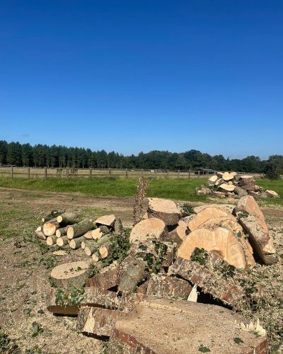 T.G. Bird Tree Services | Tree Surgeon Norfolk & Norwich