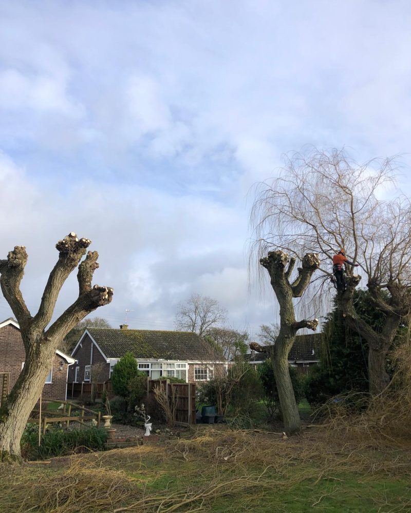 T.G. Bird Tree Services | Tree Surgeon Norfolk & Norwich