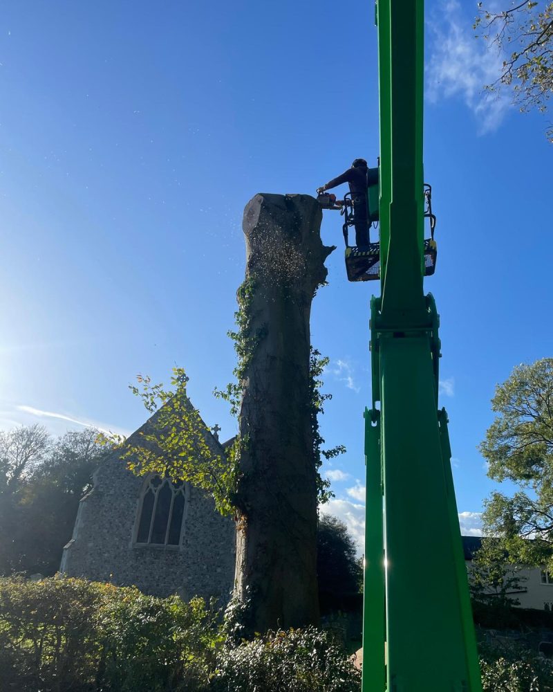 T.G. Bird Tree Services | Tree Surgeon Norfolk & Norwich