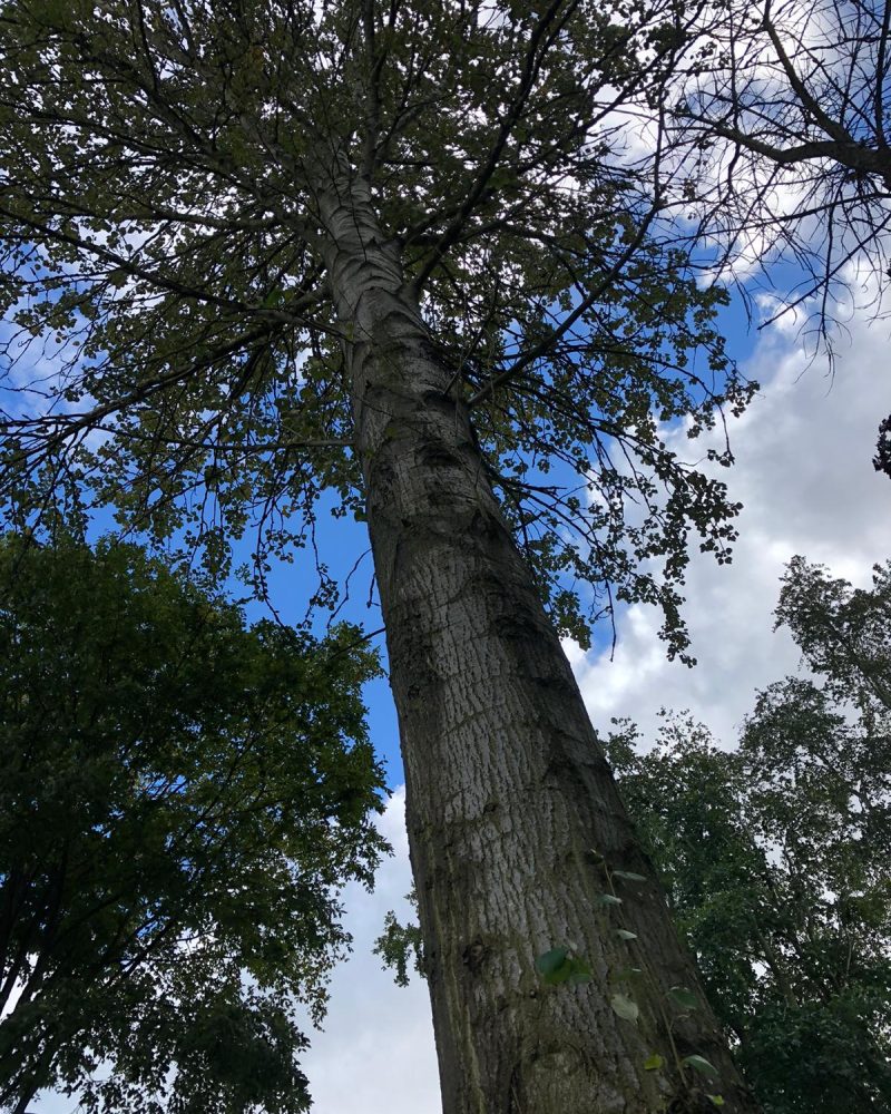 T.G. Bird Tree Services | Tree Surgeon Norfolk & Norwich