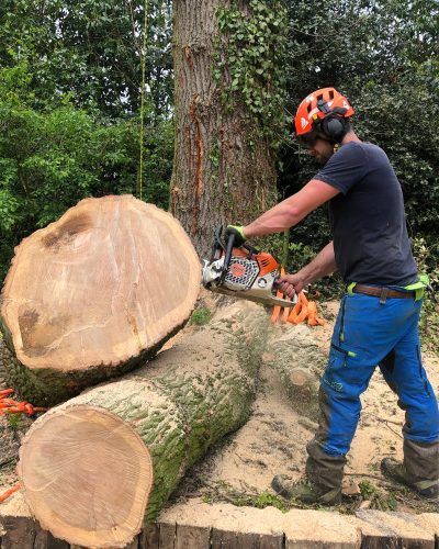 T.G. Bird Tree Services | Tree Surgeon Norfolk & Norwich